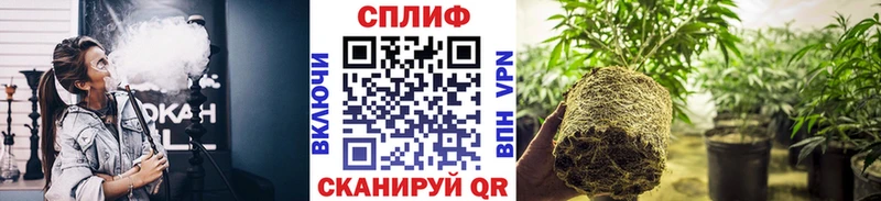 МАРИХУАНА гибрид Чадан
